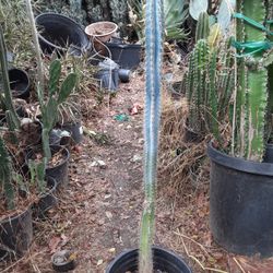 Blue Torch Cactus Plant
