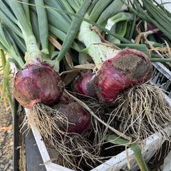 Red Onions