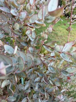 Baby blue eucalyptus tree
