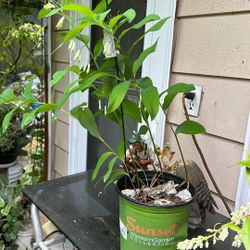 Scented Solomon Seal plant