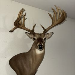 170+ Inch Whitetail Shoulder Mount Taxidermy