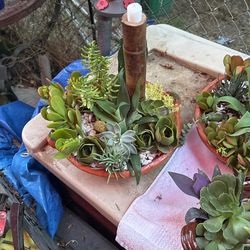 Plants