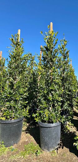Ficus trees 15 Galon 7 ft tall