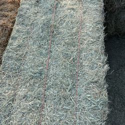 Cattle Hay (Bermuda)