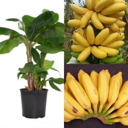 Golden Finge Fh1 Banana Plant  3gal Plantas De Banana Manzano 3gal