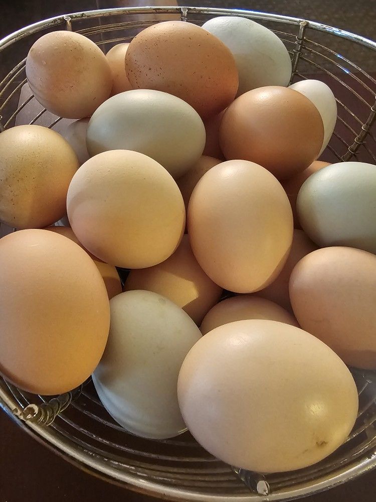 Silkie Eggs/ Barnyard Eggs For Hatching