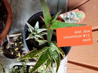 Assorted succulents special bundle price. Three different ones $20