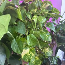 LARGE POTHOS PLANT 