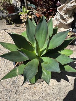 Blue Glow Agave Succulent Plant