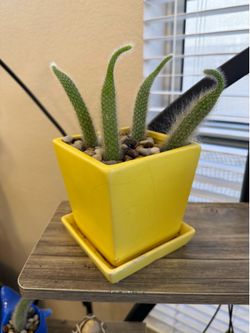 Live Monkey Tail Cactus Plant (Please read full description)