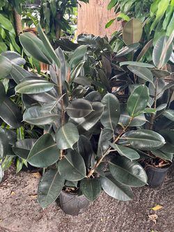 Ficus elástica burgundy in 3 gls pot. SPECIAL PRICE 🤩
