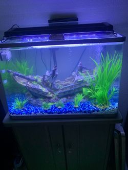 Fish Tank
