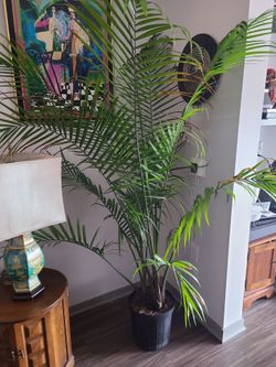 4 Plants