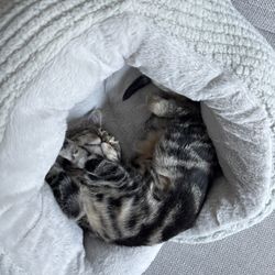 Donut cat bed