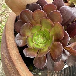 Succulent Rare Red-yellow Aeonium 