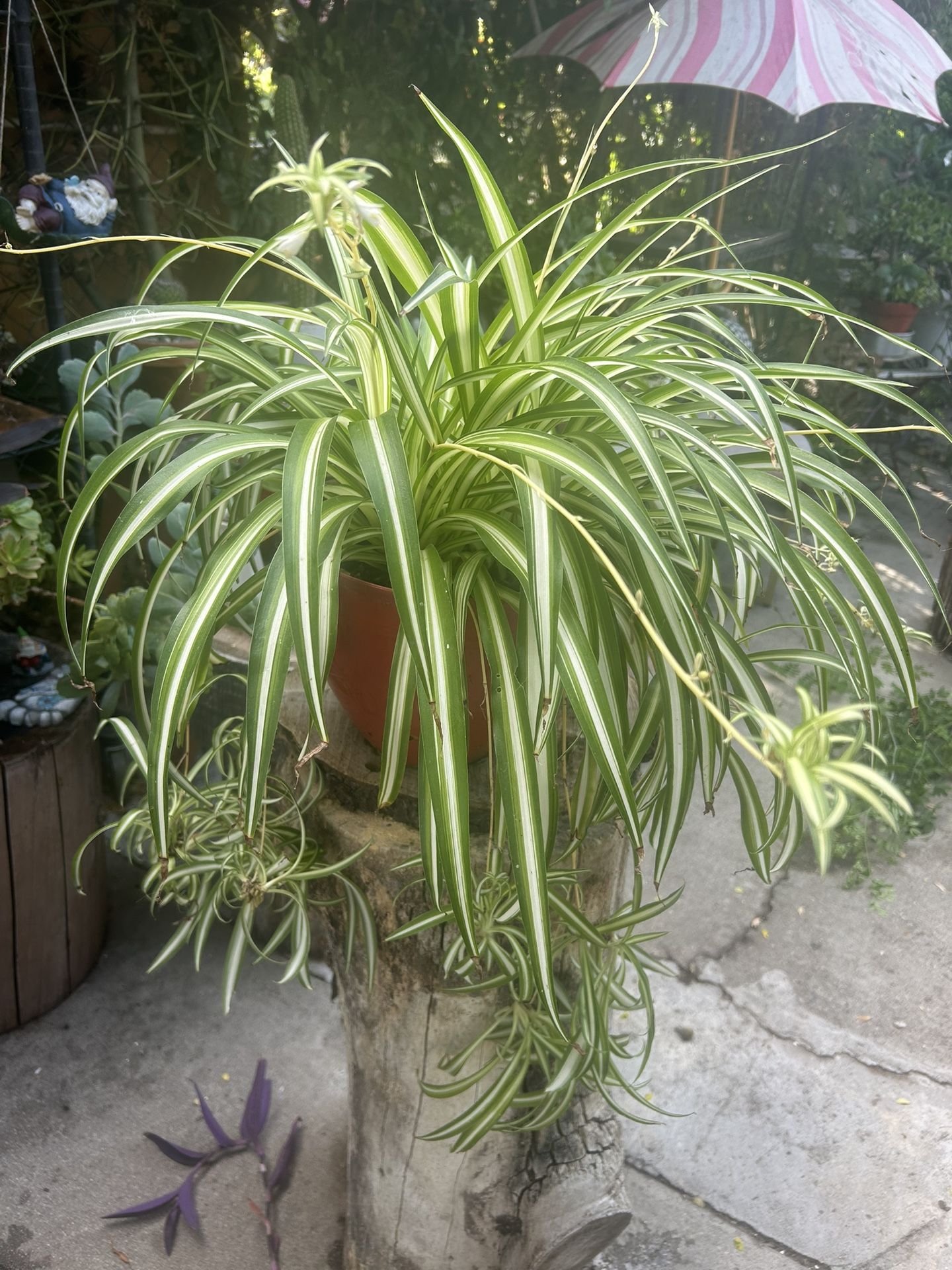 Plants Grande