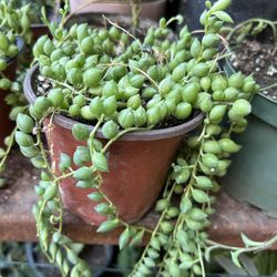 Planta