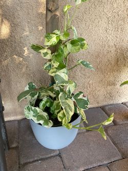 Variegated Pothos Live Plant in Pot