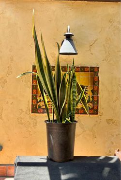Nice Large snake plant/ succulent in plastic pot