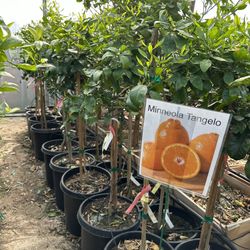 Citrus Cítricos Fruit Trees Árboles De Fruta