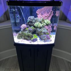 32 Gal Bio Cube Converted For Saltwater