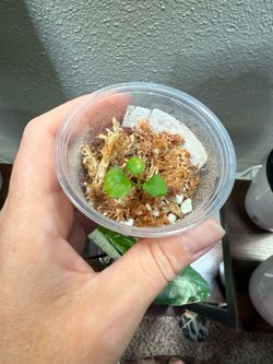Anthurium (ZM x Dark Forgetti) x (BVEP x Carla)