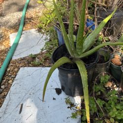 Aloe Plant 