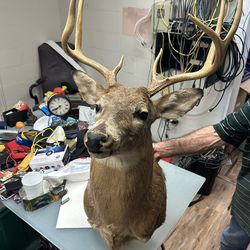 Classic 7-point whitetail shoulder mount in great condition.
