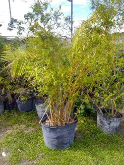 Bamboo tree