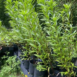 Nice Healthy Oriental Lily Plants 