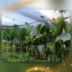 white 🤍 bird of paradise 15gl plants $85