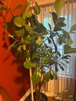 Large Fiddle Leaf houseplant.  Over 6 feet.  Beautiful and healthy.i