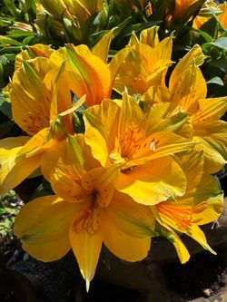 🌟🔥 Princess Lily (Alstroemeria) – 1 Gal – $15 Each! 🔥🌟