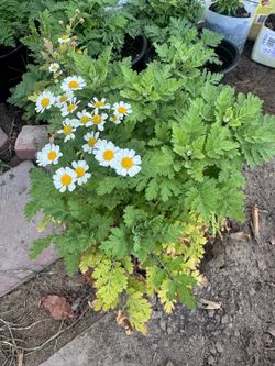 Daisy plant