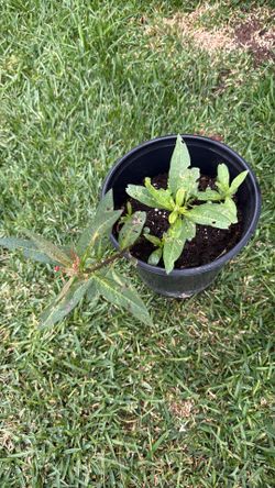 Milkweed plant