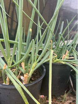 Green onion free mint