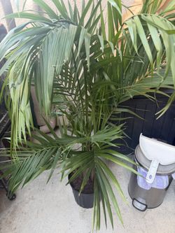 Palm plant