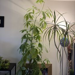 Money Tree Plant