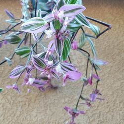 Blooming Tradescantia Deep Purple Plant $20