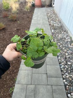 Native Plant: Marsh Violet (Viola palustris) - 1 gallon
