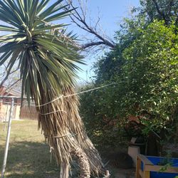 Yucca Trees