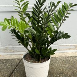 Huge ZZ Indoor Plant In 10” Pot