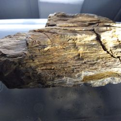 Petrified Wood  And Rocks
