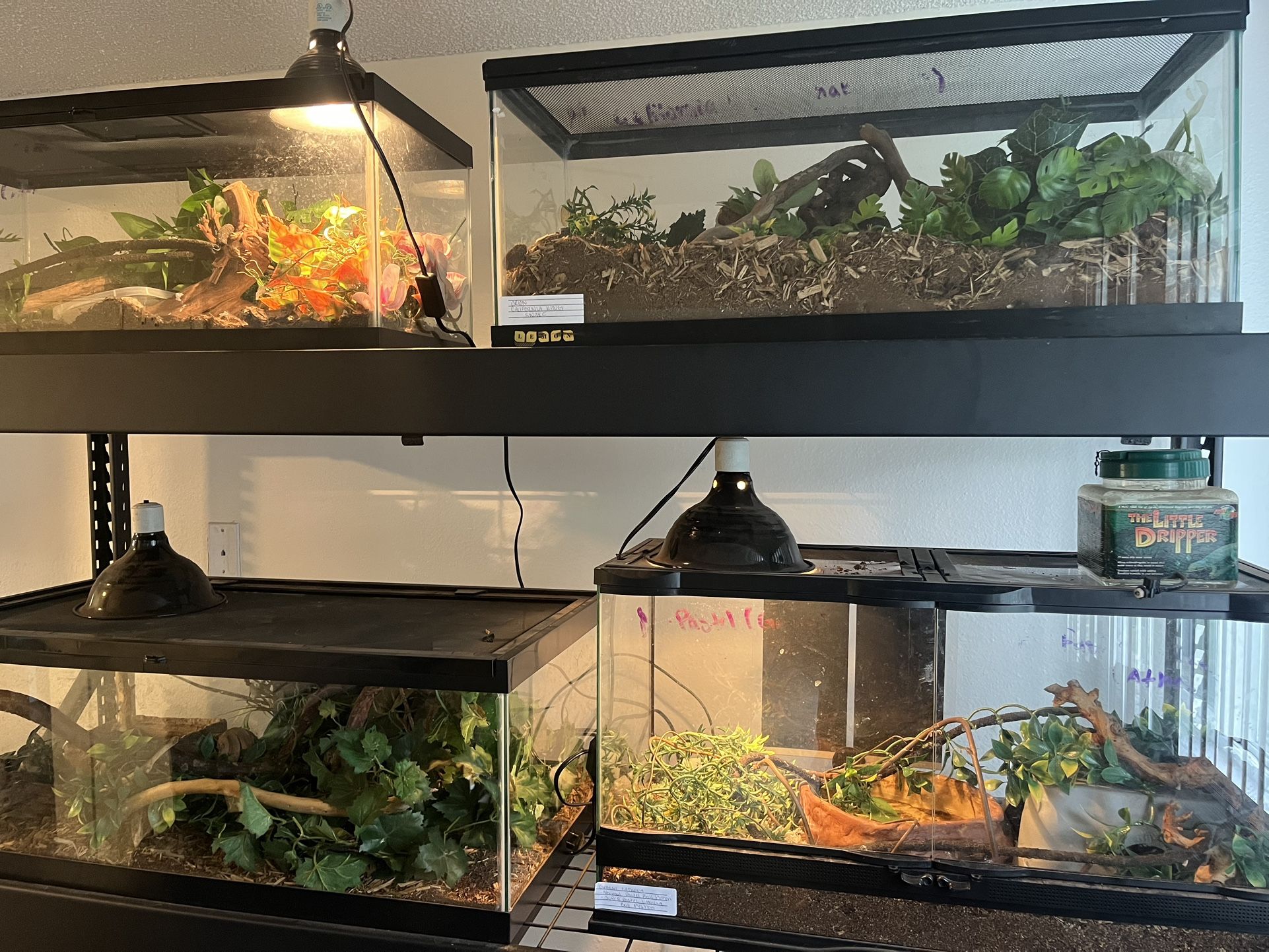 Reptile Tanks With Tank Rack 