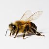 Bee Quick 🐝