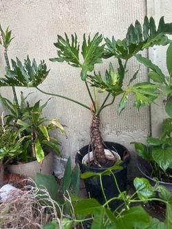 plant