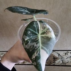 Alocasia Pink Black Velvet 