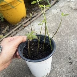 Multiple Mexican Milkweed Monarch Butterfly Starter Plants 