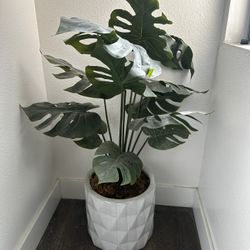 Potted Plant Decor