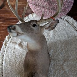 Mounted Deer 